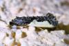 Monopis monachella